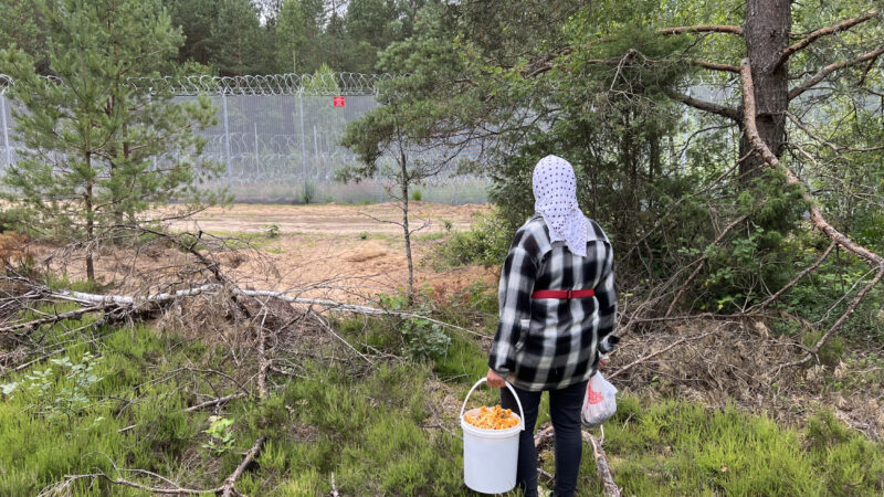 Gard cu sârmă ghimpată la frontiera dintre Lituania și Belarus, într-o pădure de pini