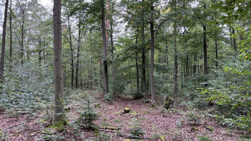 Pădure de foioase și pini în Brandenburg, în apropierea Berlinului